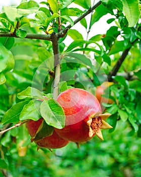 Ripe Red Pomegranate Fruit on Tree