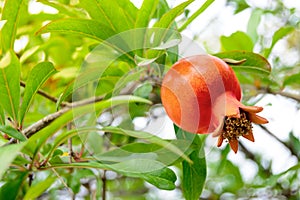 Ripe Red Pomegranate Fruit on Tree Branch