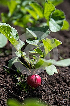 Ripe red radish in the garden, close-up. Red radish on a bed in the ground.