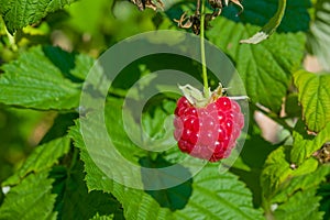 Ripe red raspberries on a branch with green leaves, illuminated by the sun,  summer