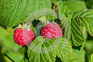 Ripe red raspberries on a branch with green leaves, illuminated by the sun,  summer