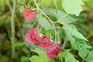 Ripe red raspberries on a bush.