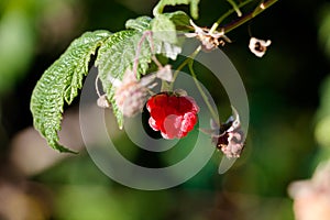 Ripe and red raspberries