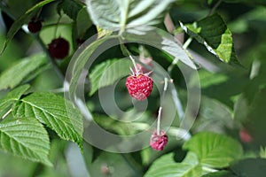 Ripe red raspberries on green branch