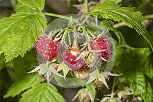 Ripe red raspberries hang on a bush