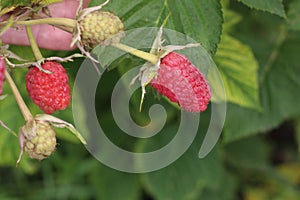 Ripe red raspberries ripening on a bush in the garden
