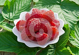 Ripe red raspberries in a white plate on the table on a background of green leaves,