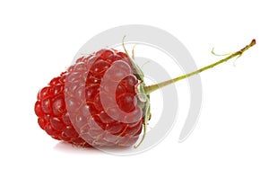 Ripe red raspberry