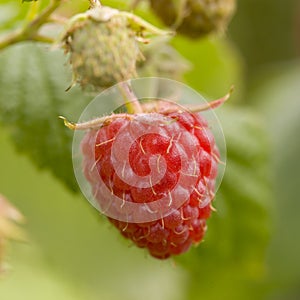 Ripe red raspberry