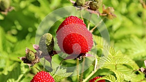 Ripe red raspberry-strawberry on bush close-up, rotation. Hybrid of raspberry and strawberry crossed, exotic berry