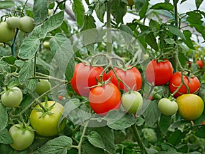 Ripe red and ripening green and yellowish tomatoes hanging on the plants