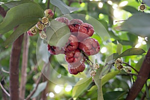 The ripe red of rose apple is appetizing on a tree.