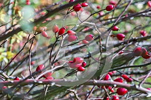 Ripe red rose hip on a bush at autumn