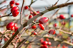 Ripe red rose hip on a bush at autumn