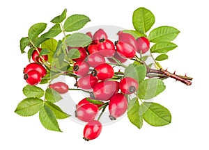 Ripe red rosehips on thorny briar twigs isolated on a white background. Rosa canina