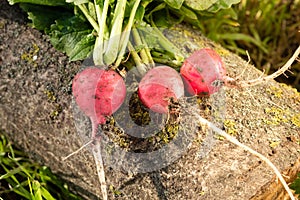 Ripe red round radish on natural background in the early spring.