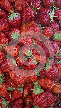 Ripe red strawberries