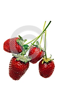 Ripe red strawberries