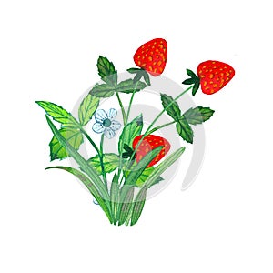 Ripe red strawberry isolated on a white background, . Bush with strawberries, flowers and green leaves