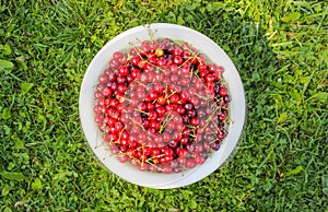 Ripe red sweet cherries with stalks close up.