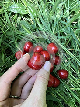 Ripe red sweet cherry lies on the green grass and one berry is in the hand 4