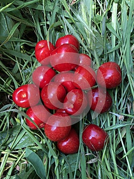 Ripe red sweet cherry lies on the green grass. Summer