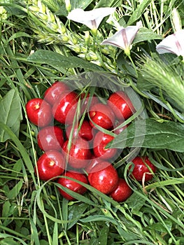 Ripe red sweet cherry lies on the green grass. Summer 2