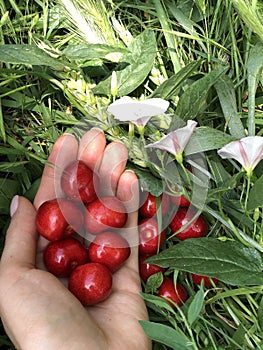A ripe red sweet cherry lies on the green grass and there are some berries in the hand