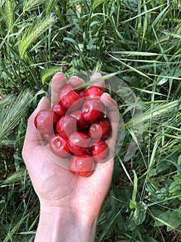 Ripe red sweet cherry lies on a hand against a background of a green grass.2