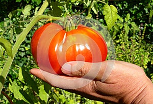 Ripe red tomato