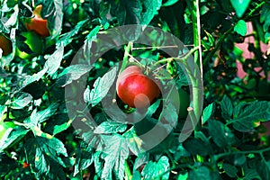 Ripe red tomato on a background of juicy foliage