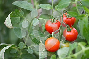 Ripe red tomato on a branch. tomatoes grown in a greenhouse. Gardening tomato photograph with copy space