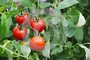 Ripe red tomato on a branch. tomatoes grown in a greenhouse. Gardening tomato photograph with copy space