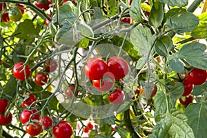 ripe red tomato crop on a branch grows in a greenhouse plant, organic food tomato. agriculture, country garden and