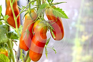 ripe red tomato crop on a branch grows in a greenhouse plant, organic food tomato. agriculture, country garden and