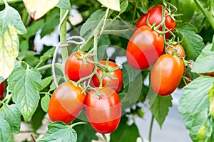 Ripe red tomato growing on branch in field