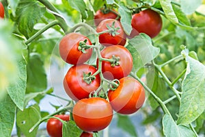 Ripe red tomato growing on branch in field