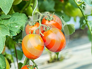 Ripe red tomato growing on branch in field