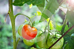 Ripe red tomato hanging on the branch in the garden