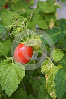 Ripe red tomato Solanum Lycopersicum on the bush