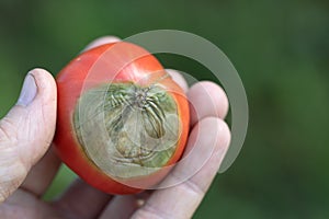 ripe red tomato with spoiled top of light green rot in hand
