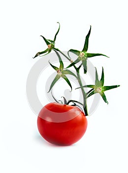 Ripe red tomato white background green branch twig dry one isolate star flower