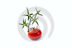 Ripe red tomato white background green branch twig dry one isolate star flower