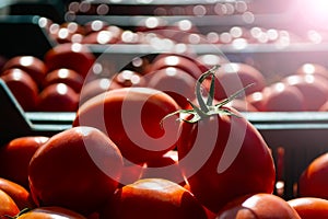 Ripe, red tomatoes in a box in the market