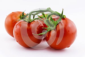 Ripe red tomatoes on a branch