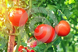 Ripe red tomatoes on branch in the garden