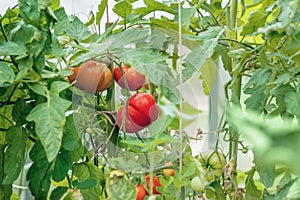 Ripe red tomatoes on a branch in a greenhouse. Growing organic vegetables in the urban garden