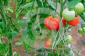 Ripe red tomatoes on a branch in a greenhouse. Growing organic vegetables in the urban garden