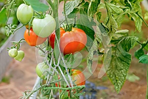 Ripe red tomatoes on a branch in a greenhouse. Growing organic vegetables in the urban garden