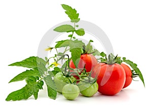 Ripe red tomatoes with branches and leaves